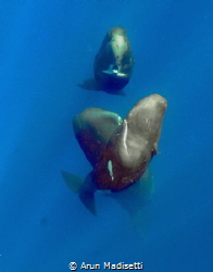 Trio of whales rises form the deep (image under permit) by Arun Madisetti 